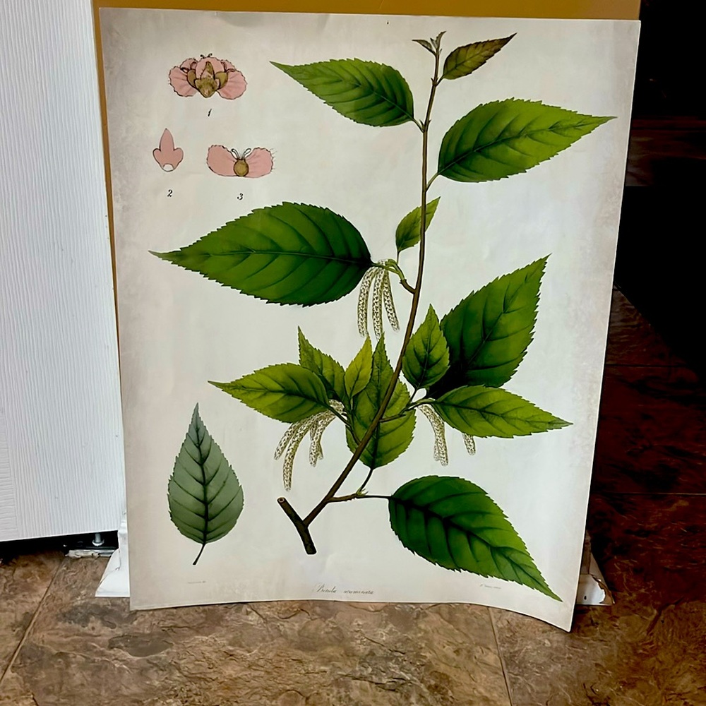 IKEA plant poster number 2.